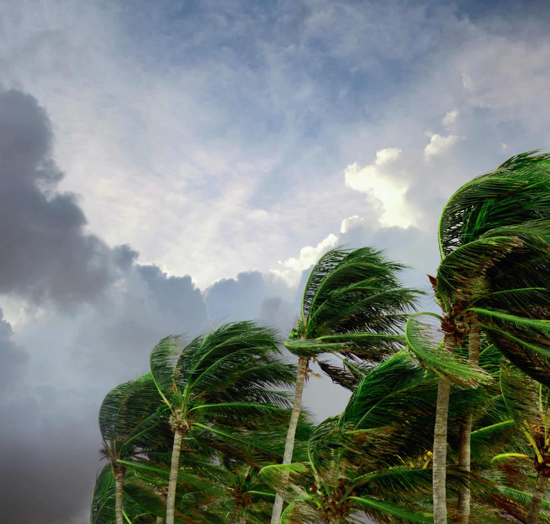 Strong winds from a tropical storm bend palm trees